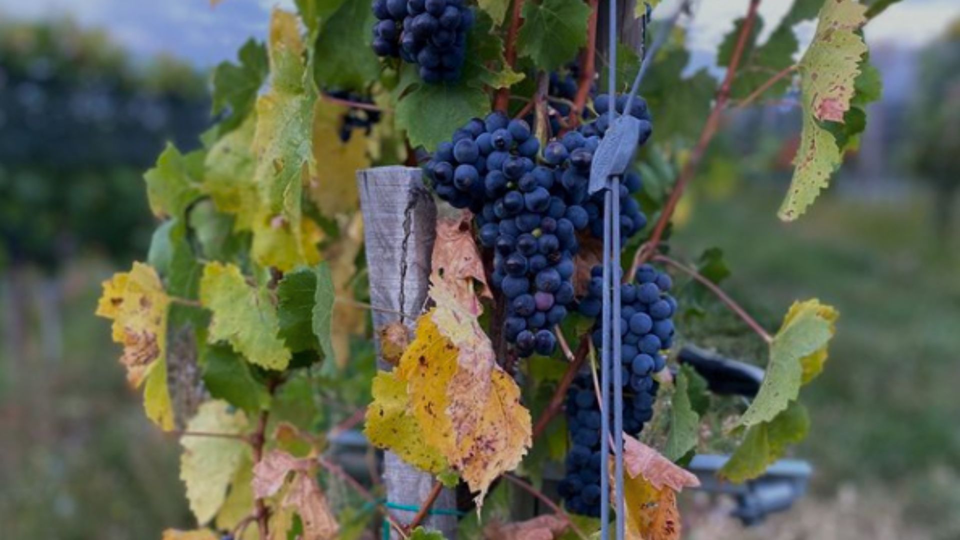 xr:d:DAFn2dMxCAk:195,j:2401940995203567812,t:23071411